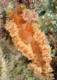 Photo: O. Lederman, Eilat 18m, May 2005; See note in Sea Slug Forum